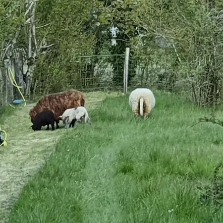 Grande Maison Avec Jardin, Animaux,au Calme *