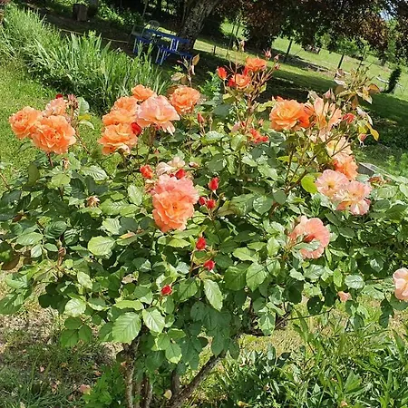 Grande Maison Avec Jardin, Animaux,au Calme *