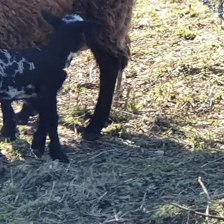 Grande Maison Avec Jardin, Animaux,au Calme
